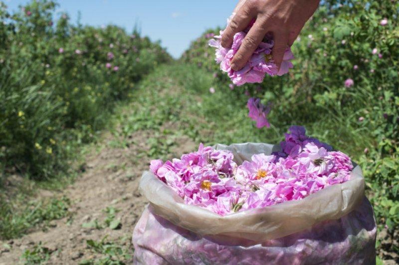 Turistlerin yeni gözdesi: Isparta gül bahçeleri