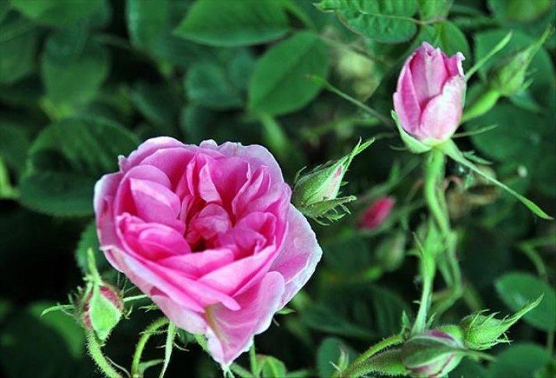 Turistlerin yeni gözdesi: Isparta gül bahçeleri