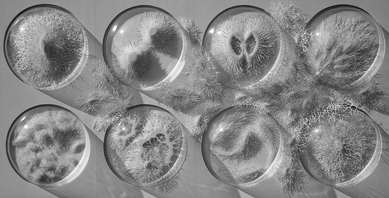 İnsan vücudundaki bakteriler kağıtlarla resmedildi