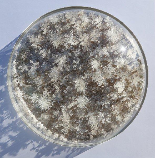 İnsan vücudundaki bakteriler kağıtlarla resmedildi