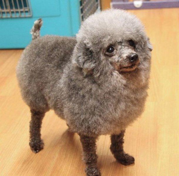 Sevimli köpek Susam