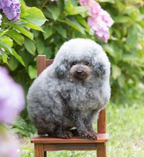 Sevimli köpek Susam