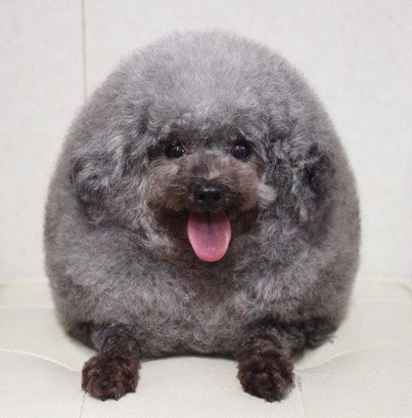 Sevimli köpek Susam