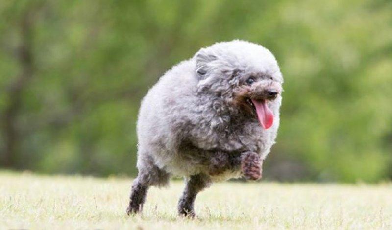 Sevimli köpek Susam