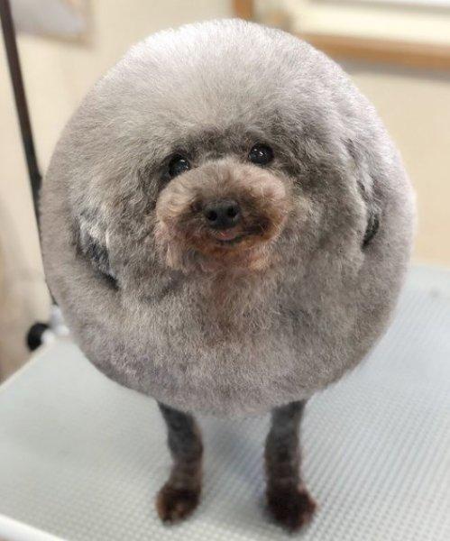 Sevimli köpek Susam