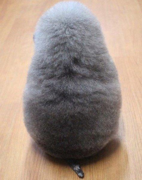 Sevimli köpek Susam