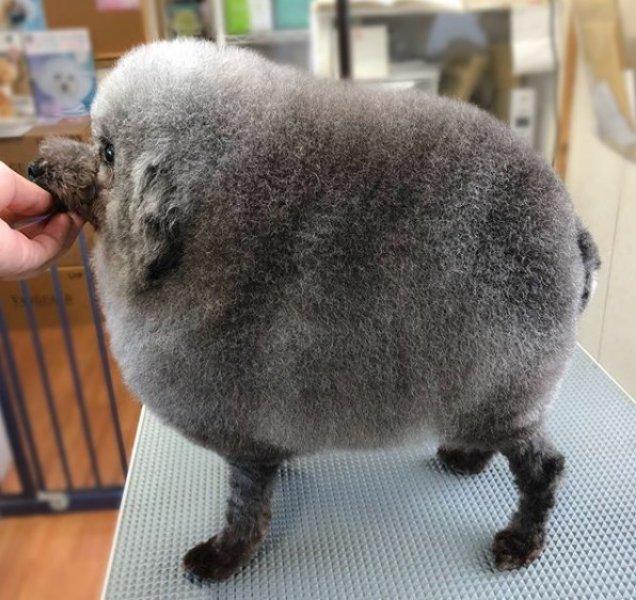 Sevimli köpek Susam