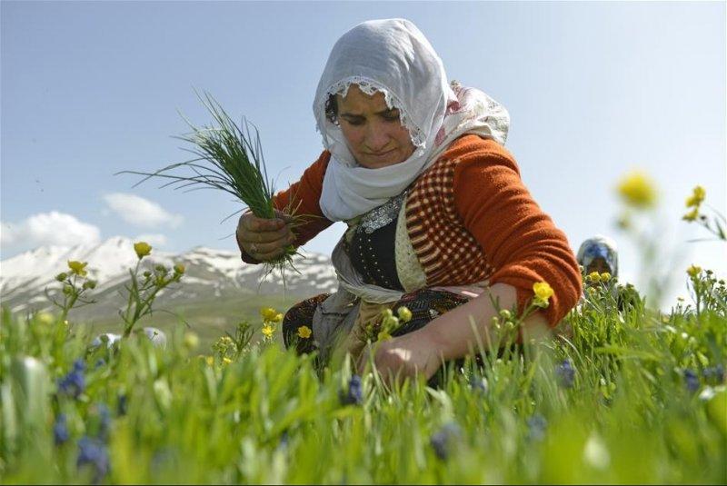 Van otlu peynirinin üretim süreci