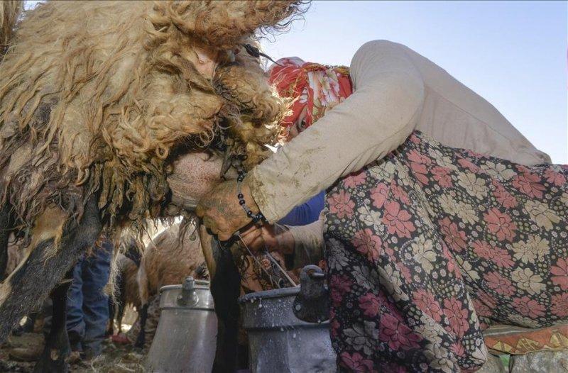 Van otlu peynirinin üretim süreci