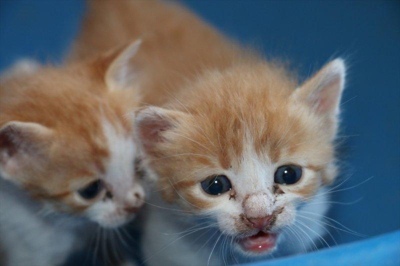 Anneleri ölen kediye 96 yaşındaki kadın sahip çıktı