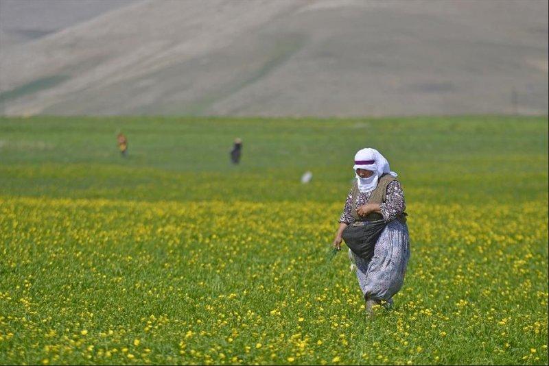 Van otlu peynirinin üretim süreci