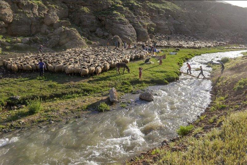 Van otlu peynirinin üretim süreci