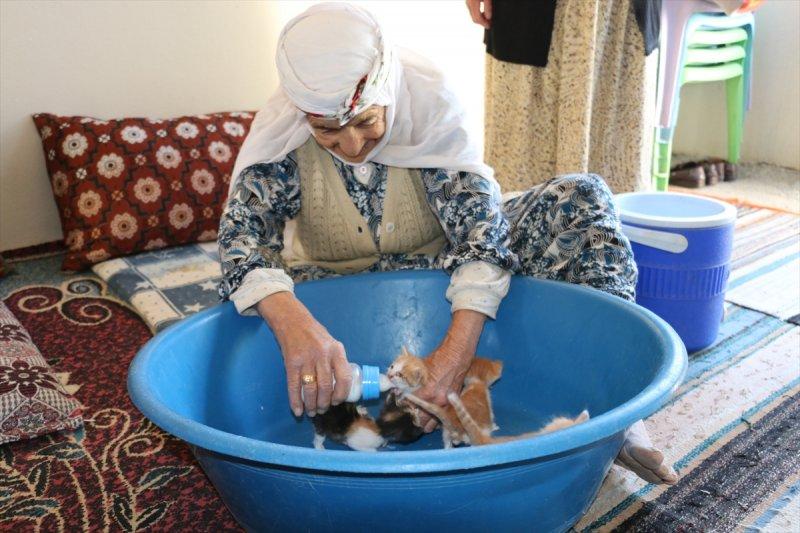 Anneleri ölen kediye 96 yaşındaki kadın sahip çıktı