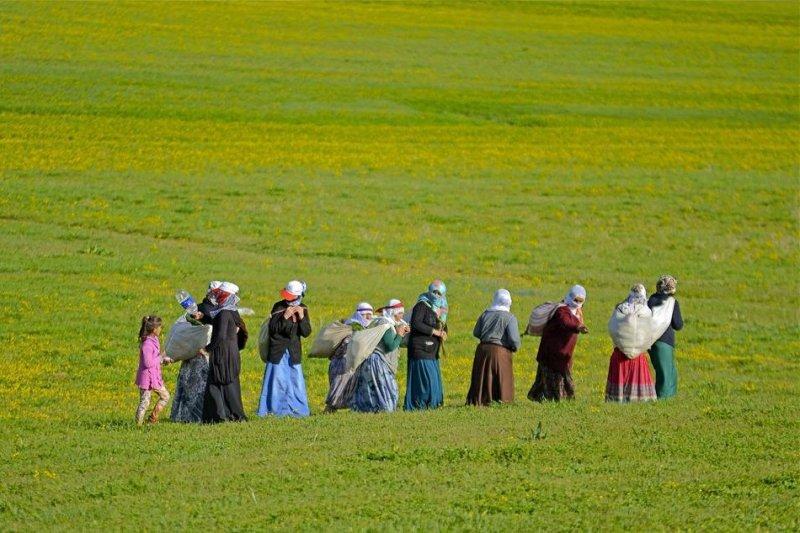 Van otlu peynirinin üretim süreci