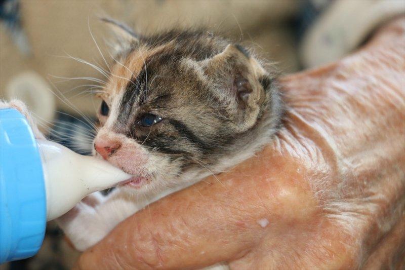 Anneleri ölen kediye 96 yaşındaki kadın sahip çıktı