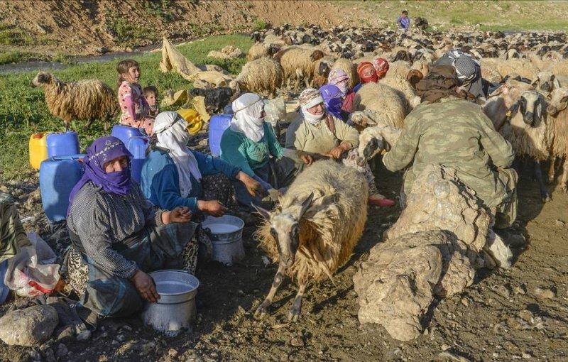 Van otlu peynirinin üretim süreci