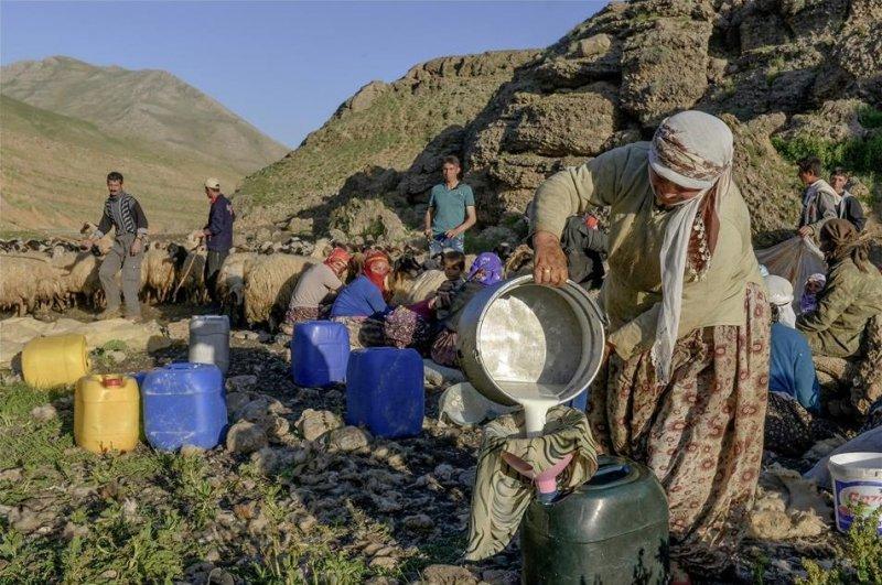 Van otlu peynirinin üretim süreci