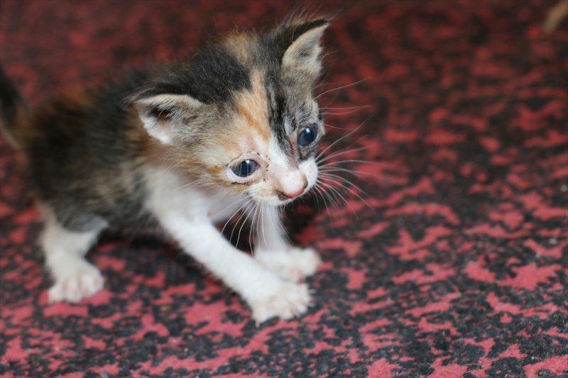 Anneleri ölen kediye 96 yaşındaki kadın sahip çıktı