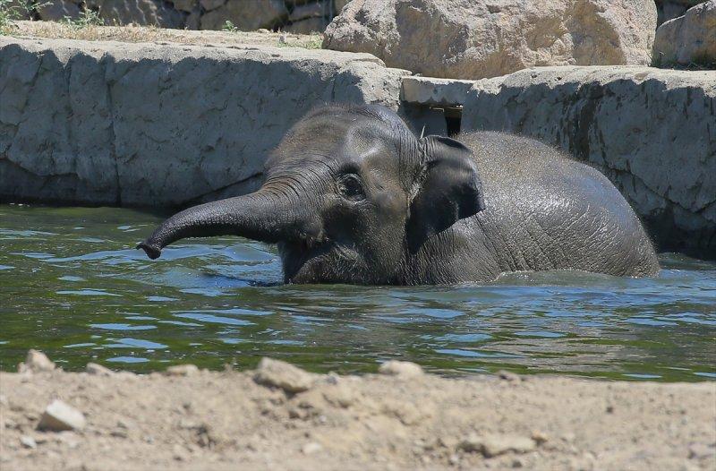 Hayvanlar için serinletici menüler 