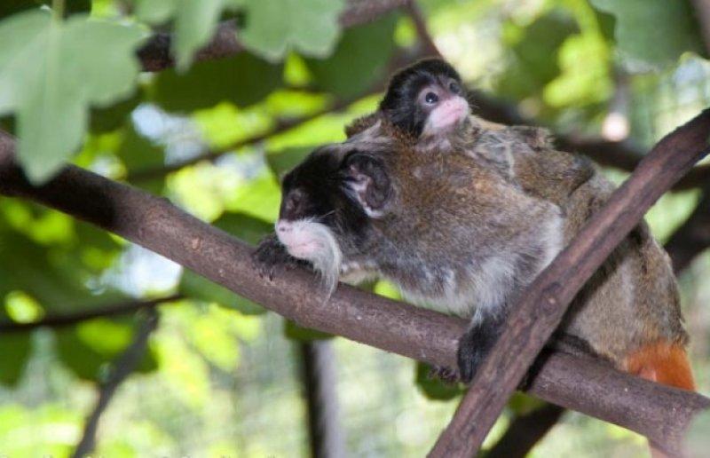 Bursa'da sakallı maymun 20 gün önce yavruladı