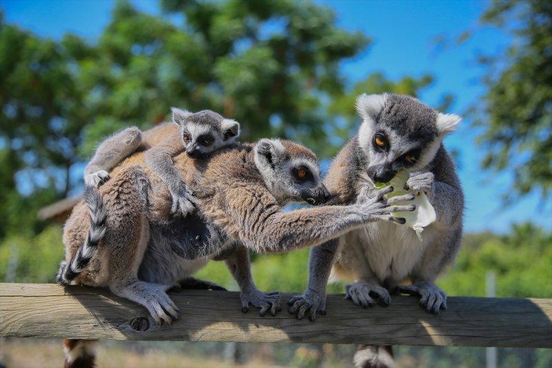 Hayvanlar için serinletici menüler 