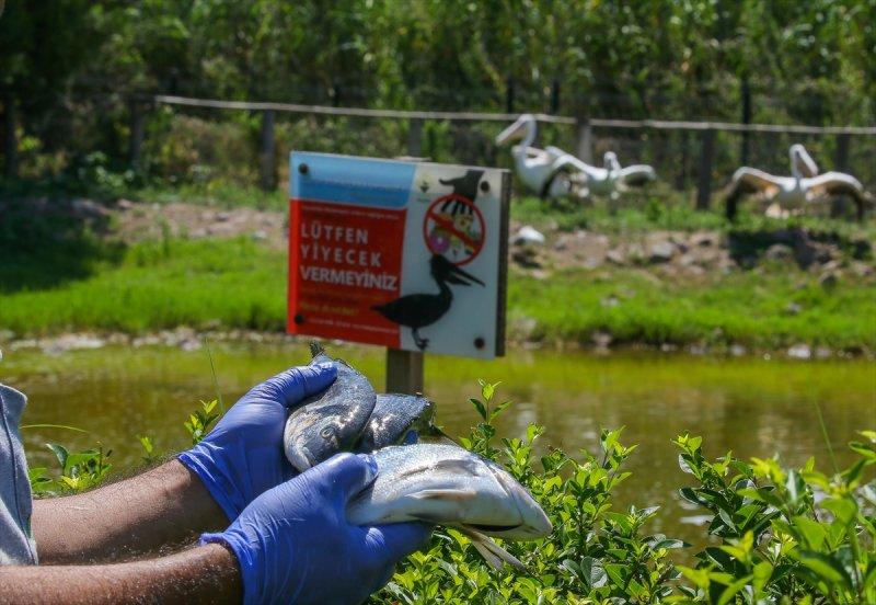 Hayvanlar için serinletici menüler 