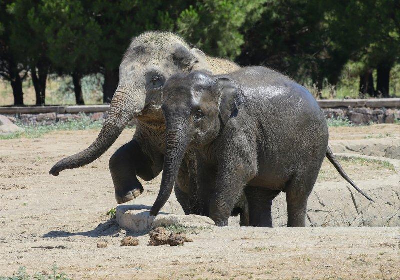 Hayvanlar için serinletici menüler 