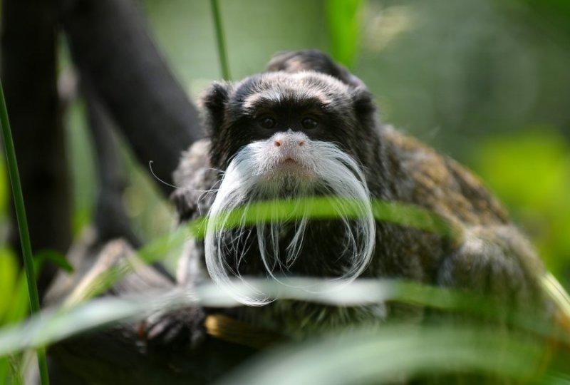 Bursa'da sakallı maymun 20 gün önce yavruladı