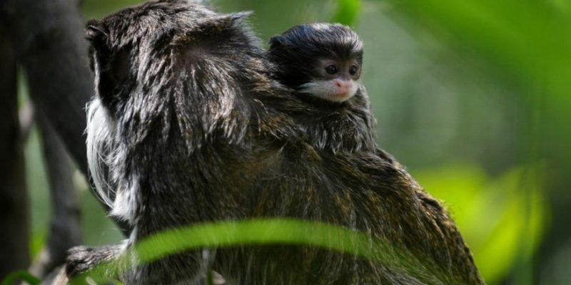 Bursa'da sakallı maymun 20 gün önce yavruladı