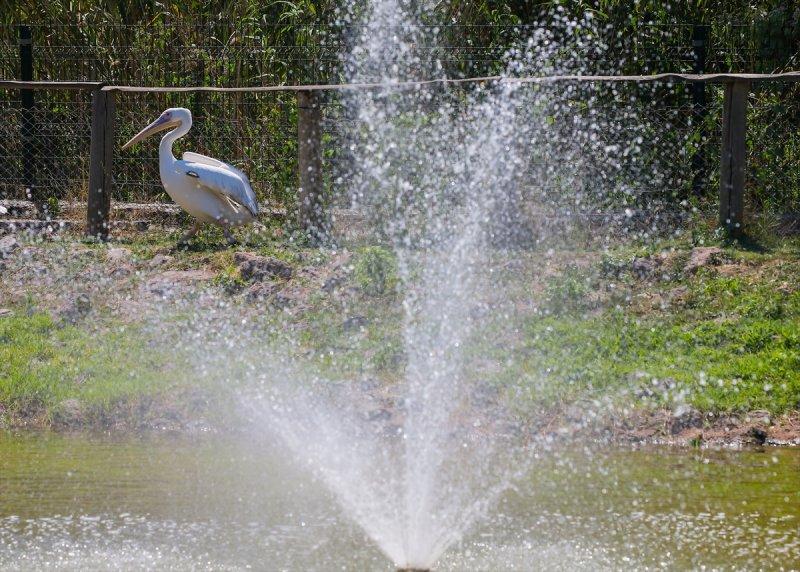 Hayvanlar için serinletici menüler 