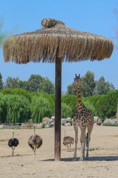 Hayvanlar için serinletici menüler 