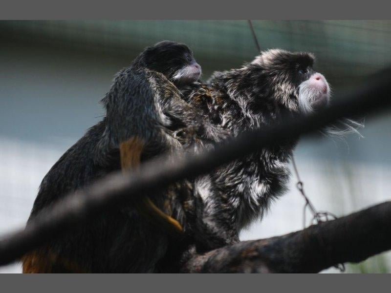Bursa'da sakallı maymun 20 gün önce yavruladı