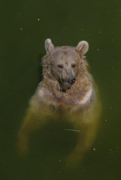 Hayvanlar için serinletici menüler 