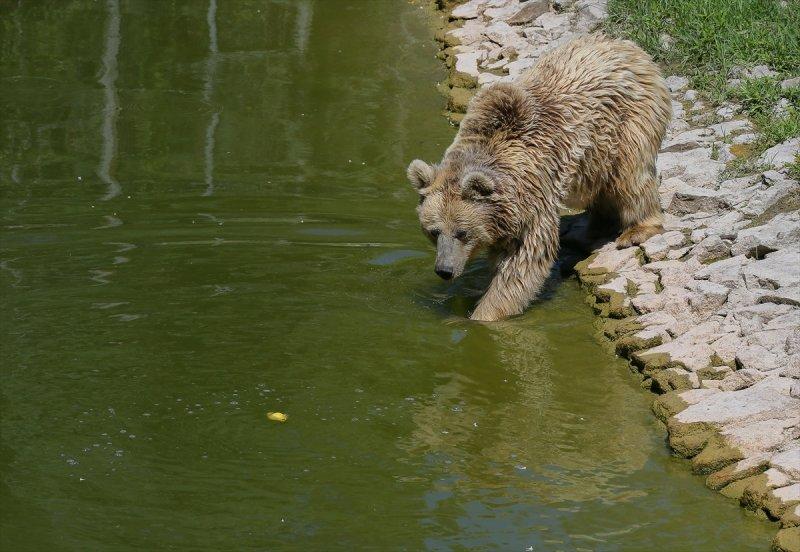 Hayvanlar için serinletici menüler 