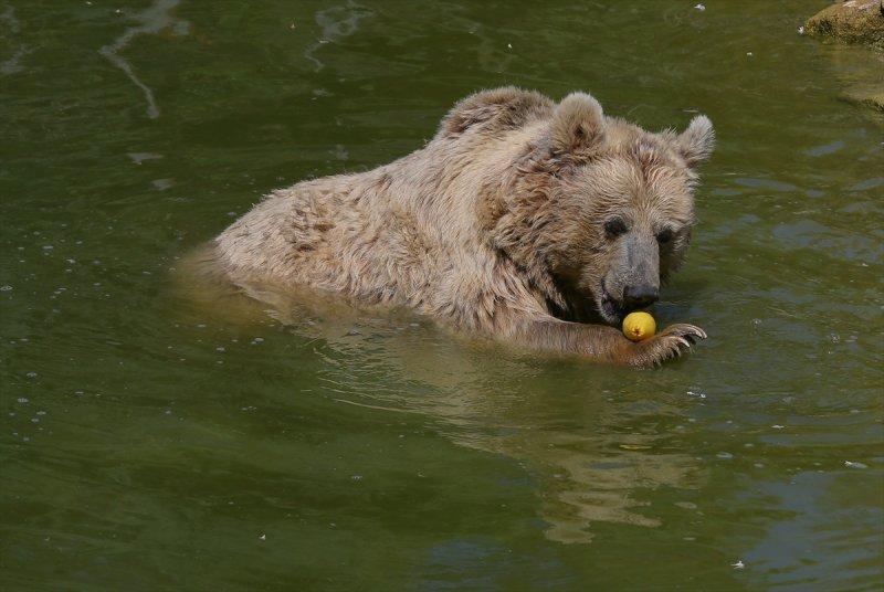 Hayvanlar için serinletici menüler 