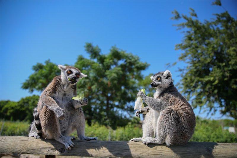 Hayvanlar için serinletici menüler 