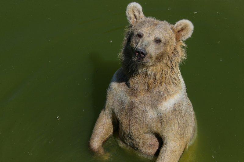 Hayvanlar için serinletici menüler 