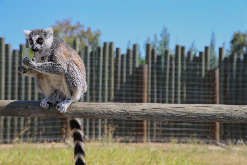 Hayvanlar için serinletici menüler 