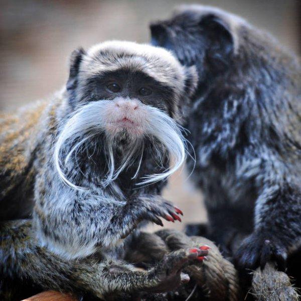 Bursa'da sakallı maymun 20 gün önce yavruladı