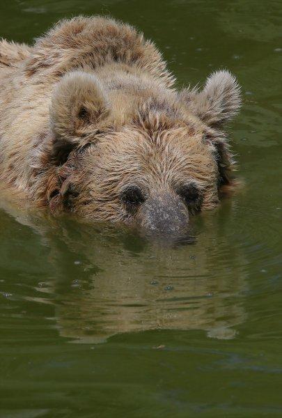 Hayvanlar için serinletici menüler 