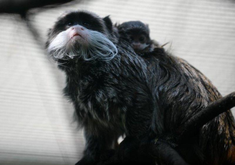 Bursa'da sakallı maymun 20 gün önce yavruladı