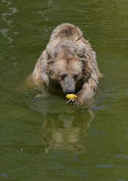 Hayvanlar için serinletici menüler 