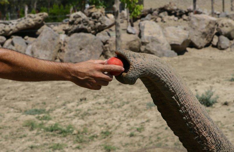 Hayvanlar için serinletici menüler 