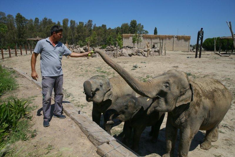 Hayvanlar için serinletici menüler 