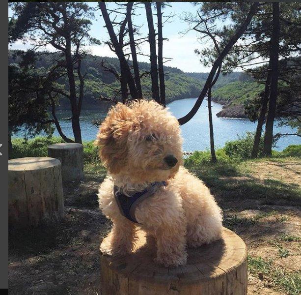 Türkiye'nin en kuzeyindeki saklı cennet: Hamsilos koyu