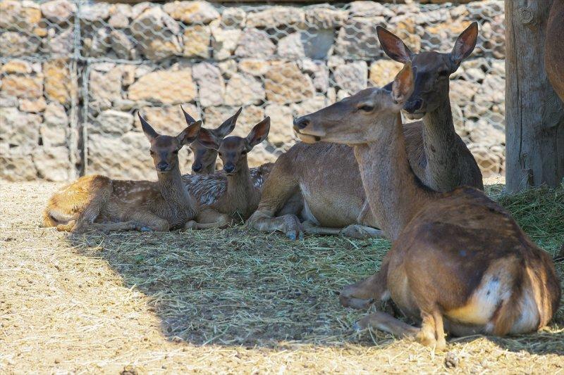Hayvanlar için serinletici menüler 