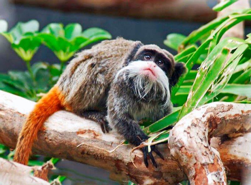 Bursa'da sakallı maymun 20 gün önce yavruladı