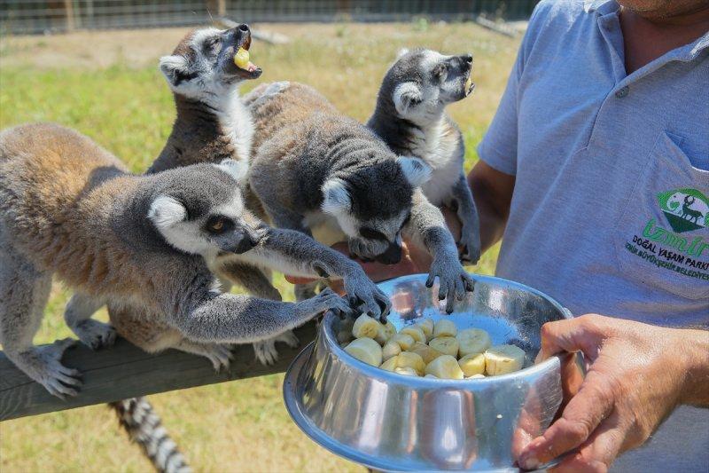 Hayvanlar için serinletici menüler 