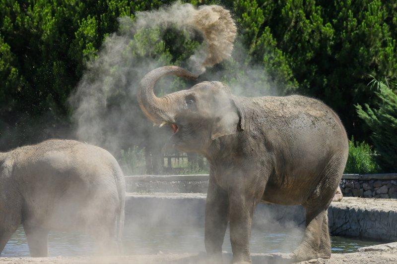 Hayvanlar için serinletici menüler 