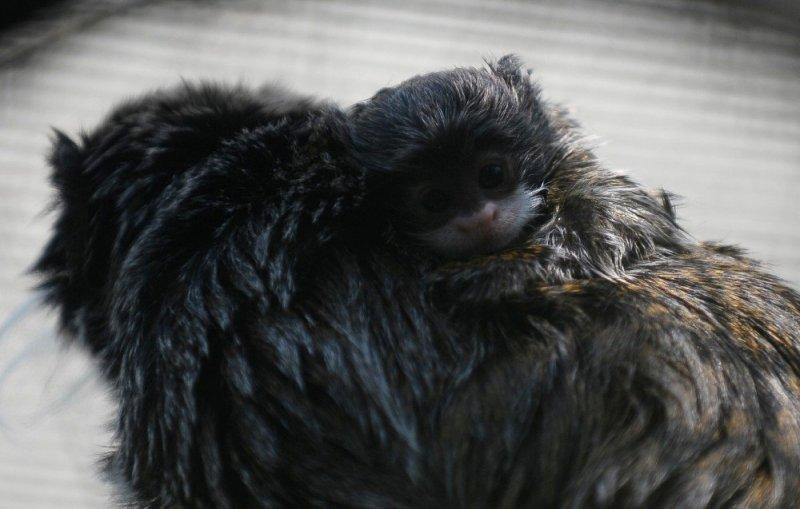 Bursa'da sakallı maymun 20 gün önce yavruladı